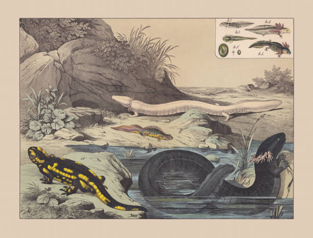Amphibians (Caudata), hand-colored chromolithograph, published in 1882 Amphibians (Caudata): a) Fire salamander (Salamandra salamandra); b) Northern crested newt (Triturus cristatus) with the development of the larvae (top right); c) Olm (Proteus anguinus); d) Greater siren (Siren lacertina). Hand-colored chromolithograph, published in 1882. proteus anguinus stock illustrations