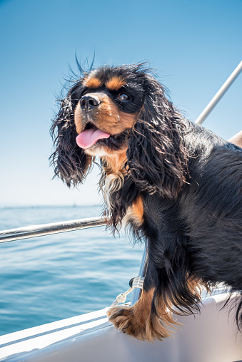 Cute Dog (Cavalier King Charles Spaniel) Enjoying the Boat Trip