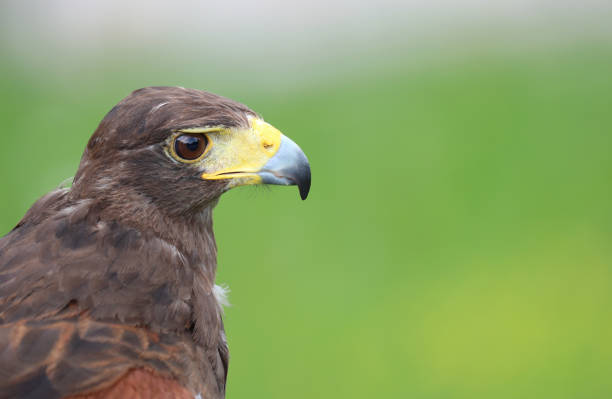 istock Big bird called Hawk of Harris or Peuco 1333924676