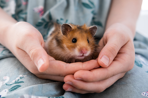 ginger cute hamster sitting in the arms of a child.