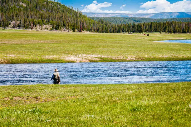 A lone fisherman fly-fishing in the Firehole River in Yellowstone National Park, Wyoming.