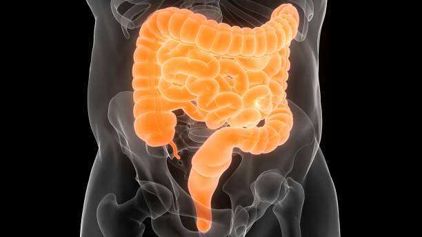 istock Human Digestive System Large and Small Intestine Anatomy 1333926423