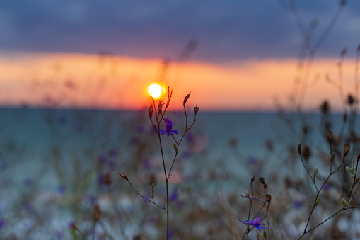 Litle blue flower, shot from sunrise on Ezeretz beach, Shabla, Bulgaria.