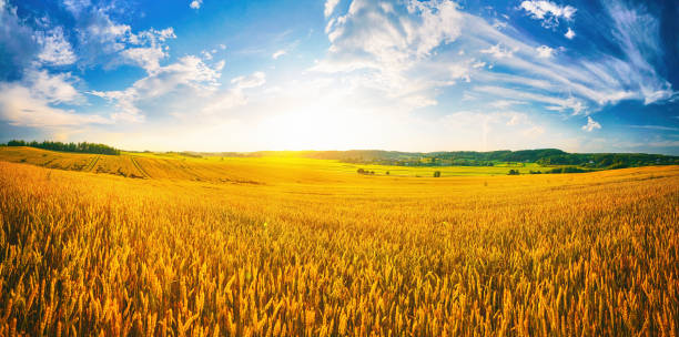 istock Beautiful summer rural natural landscape with ripe wheat fields. 1333928616