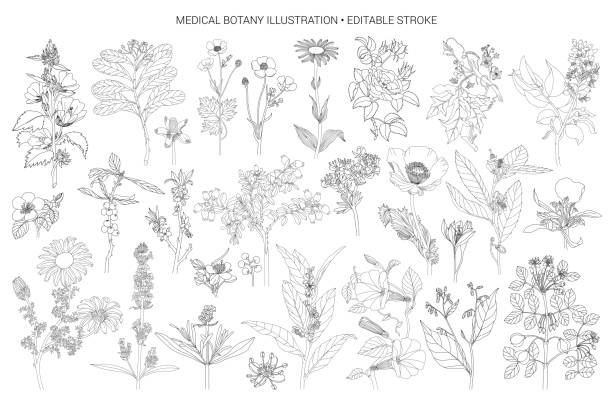 손으로 그린 식물 - lavender lavender coloured flower herb stock illustrations
