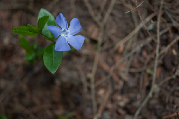 istock Common Periwinkle during spring in Pennsylvania 1333930223