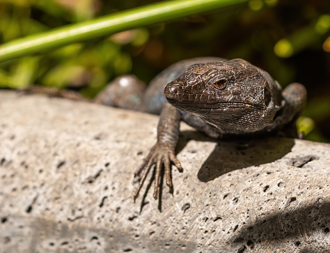 Boettger's lizard found exclusively on La Gomera, endemic.\nBoettger's lizard:  gallotia caesaris gomera.