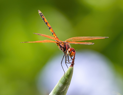 Red-veined dropwing dragonfly perched on plant stalk.
Red-veined dropwing dragonfly: trithemis arteriosa.