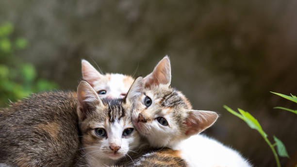 istock three small kittens lying outdoor, closeup 1333930649