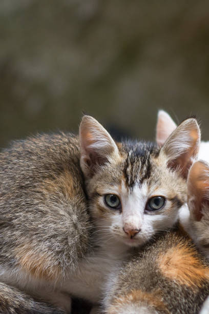 istock small kitten lying outdoor, closeup 1333930650