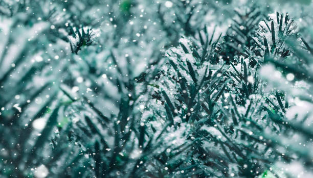 istock Winter Holiday Christmas Evergreen Tree Pine Branches Close Up Covered With Snow and Falling Snowflakes Background Texture 1333930821
