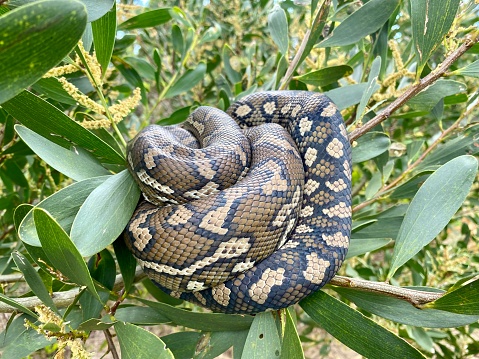 Closeup photo of a wild python curled up asleep in a coastal Wattle tree. Byron Bay, north coast NSW