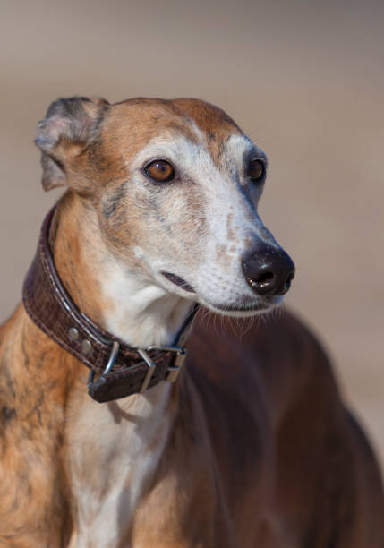 istock Galgo Espanol outdoor portrait 1333933024