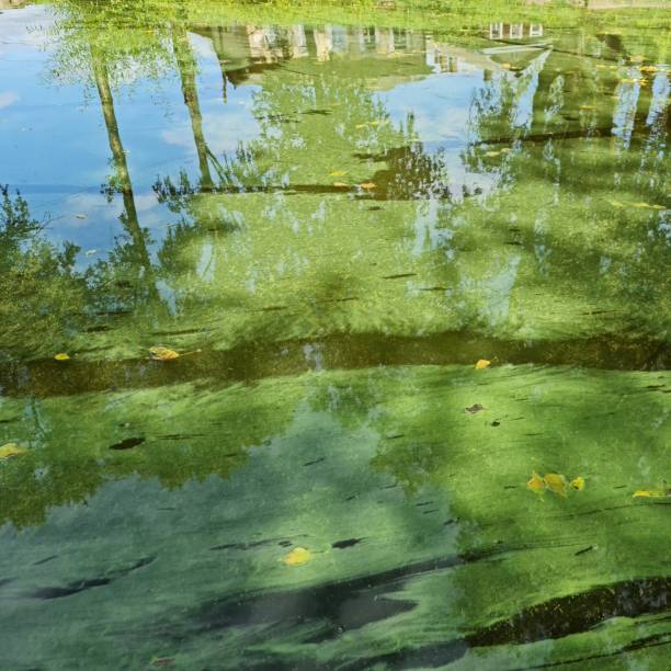 istock Tina is marsh. Swamp greenery. Microorganisms. Green overgrown pond. 1333934476