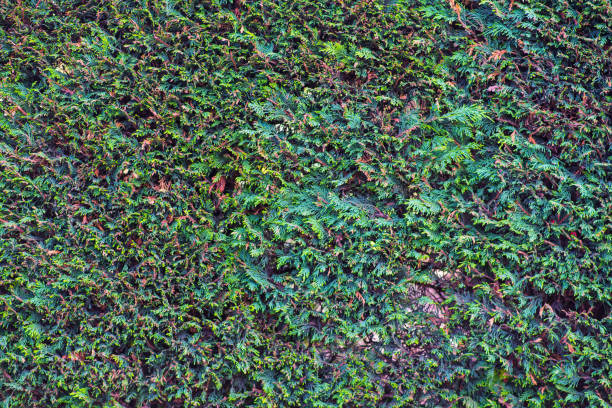 istock Close-up of a conifer hedge 1333934530