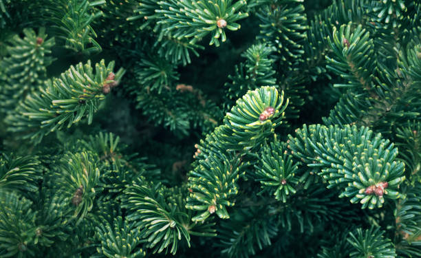 Christmas Fraser Fir Tree Branch Textured Background, Pine Tree Branches Close Up, Green Spruce Texture Horizontal Background
