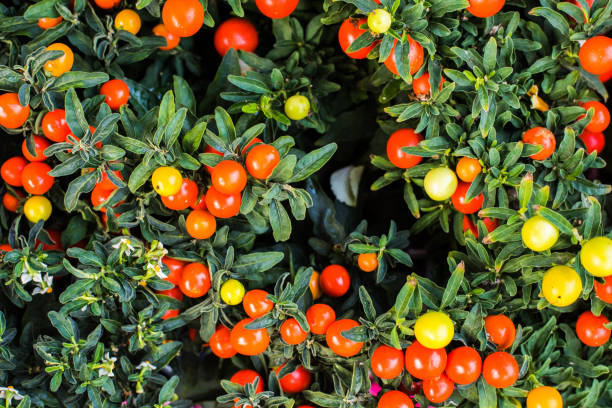 istock Tomatos growing on tomato plants 1333934605