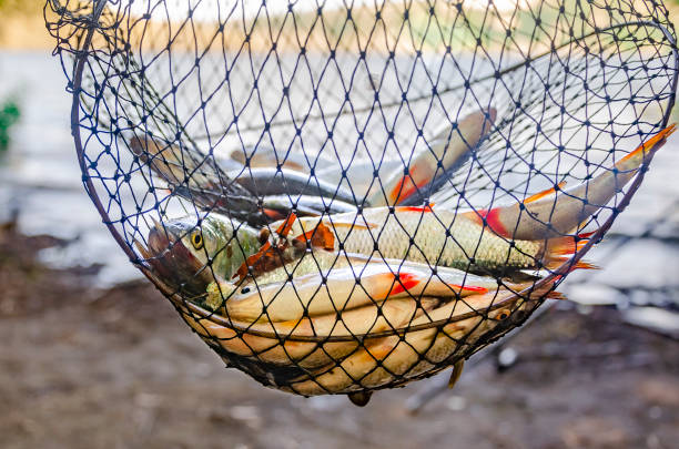 Freshly caught river rudd fishes on wooden background. Just caught rudd lying on fishing net Freshly caught river rudd fishes on wooden background. Just caught rudd lying on fishing net. Common rudd rudd fish photos stock pictures, royalty-free photos & images