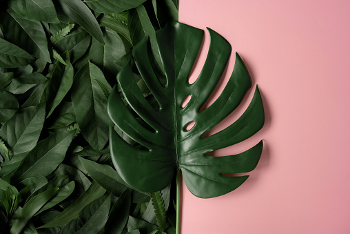 Tropical leaves and monstera leaves on pink, gray background and group of leaves, flat lay, top view, copy space. Creative minimal background with tropical leaves.