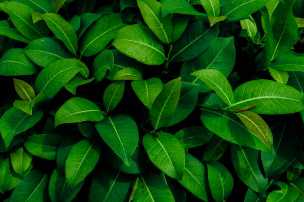 istock abstract green leaf texture, nature background, tropical leaf 1333934670