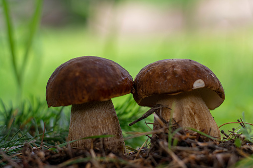 Mushrooms cut in the woods. Mushroom boletus edilus. Popular white Boletus mushrooms in forest.