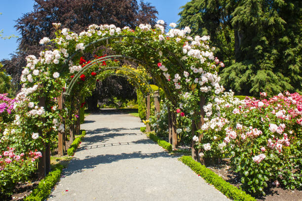 istock Arch with white blooming roses in the garden 1333934812