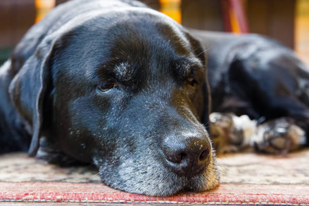 istock The nose of a sad black dog 1333935665