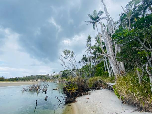 istock Coastal Rainforest - Byron Bay 1333935760