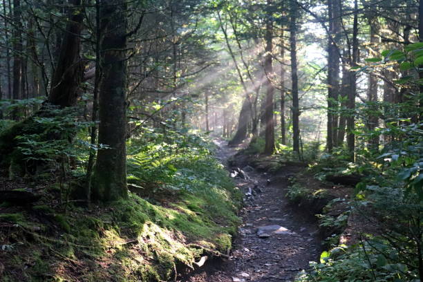 The Boulevard Trail, Great Smoky Mountains. The Boulevard Trail on Mount LeConte in the Great Smoky Mountains National Park. newfound gap stock pictures, royalty-free photos & images