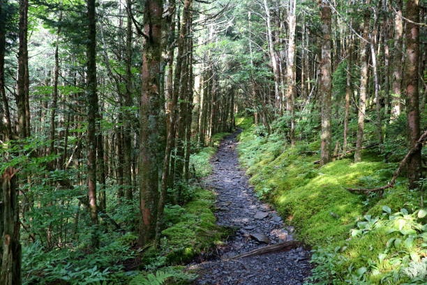 The Boulevard Trail, Great Smoky Mountains. The Boulevard Trail on Mount LeConte in the Great Smoky Mountains National Park. newfound gap stock pictures, royalty-free photos & images