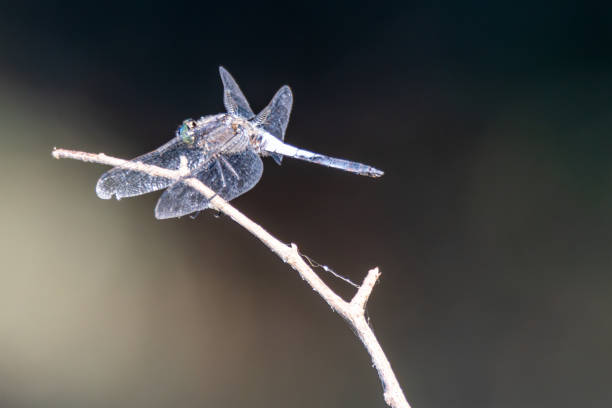 resting on a branch by the lake