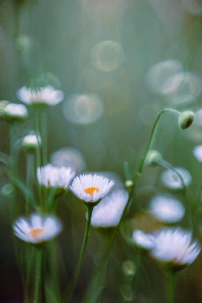 istock Wild white daisies blooming in a forest 1333938810