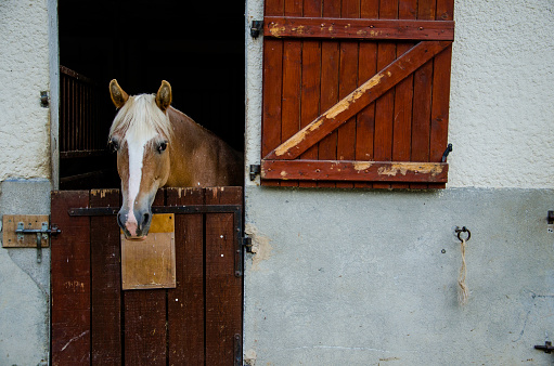 The background photo shows a horse that puts its head through an open Dutch door at the riding stables. The horse looks directly at the camera.