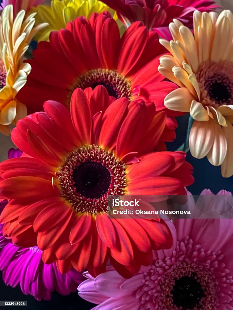Multicolored daisys background Red, pink, yellow and peach daisys close up background, fresh flowers, close up photo Bright Stock Photo