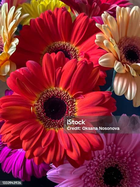 Multicolored Daisys Background Stock Photo - Download Image Now - Bright, Vibrant Color, Backgrounds