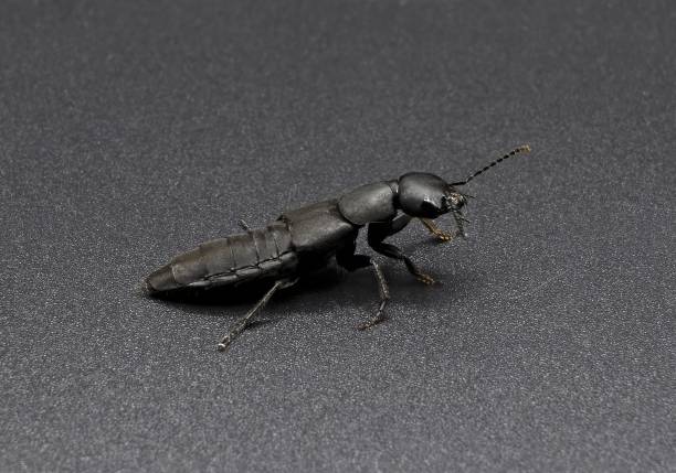 - ocypus olens, una especie de coleóptero de la familia staphylinidae, escarabajo de fondo negro. - asnillo fotografías e imágenes de stock