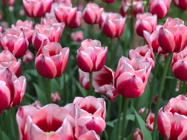 istock A close-up of red and white gradient colors tulip 1333945622