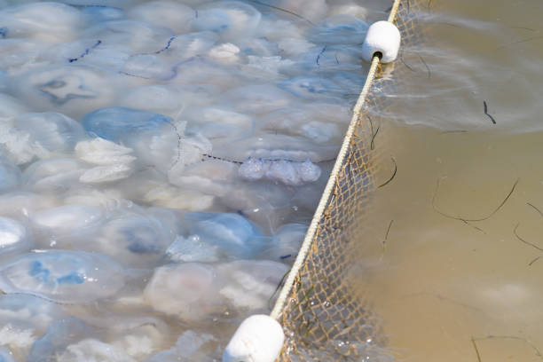 istock A protective structure against the invasion of huge jellyfish. 1333946188