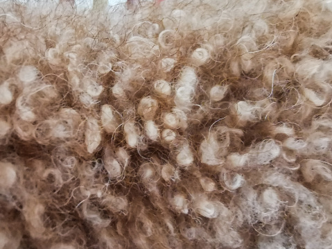 Teddy dog hair close-up