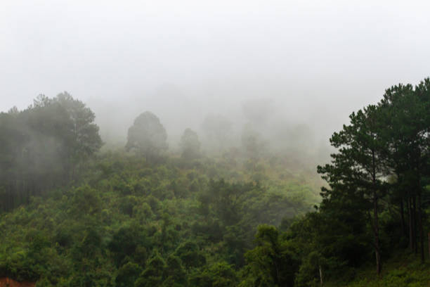 istock Pine Forest On A Foggy Day 1333948900