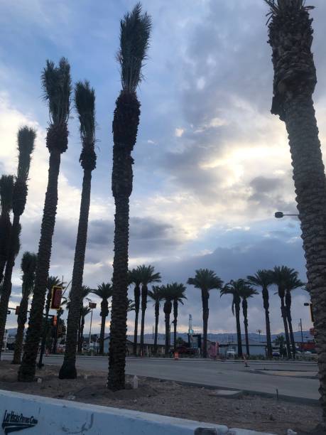 istock Las Vegas Palm Trees 1333950592