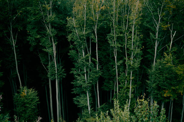 Forest - Europe, Romania, Suceava region
