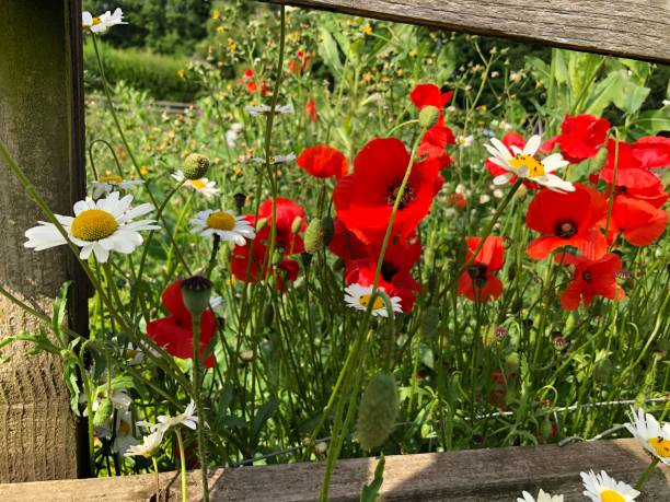 istock Oxeye daisies and poppyseeds 1333950930