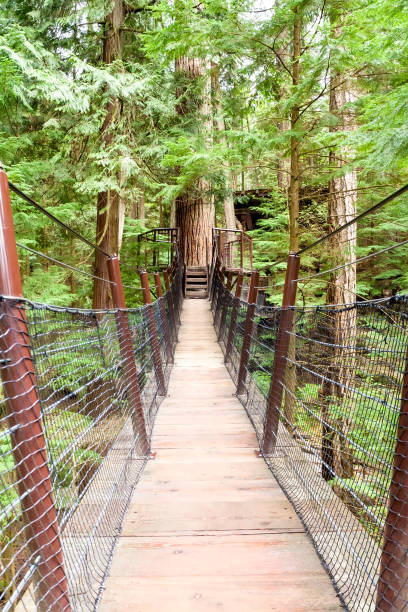istock Platform and suspension bridges in an old-growth forest, Vancouver 1333950997