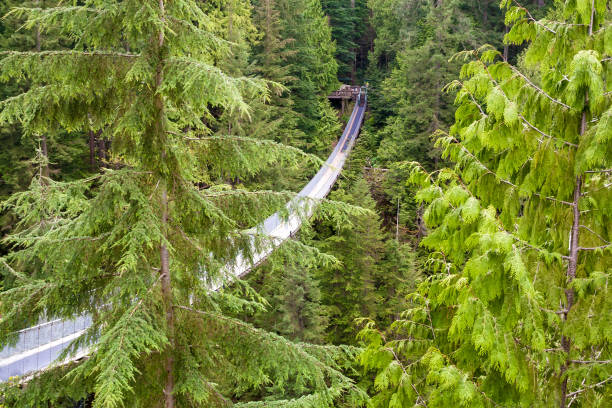 istock The Capilano Suspension Bridge in North Vancouver 1333951012