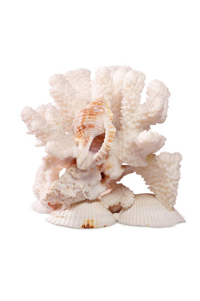 istock White coral with sea shell on clam scallop on white background. Isolated 1333951058