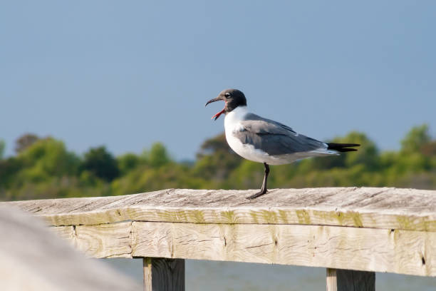 A Laughing Gull (Leucophaeus atricilla) perched on a wooden rail and calling at Assateague Island National Seashore, Maryland