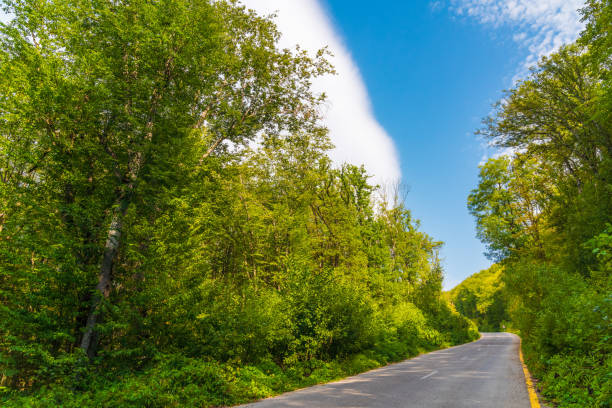 Asphalt road in green summer forest