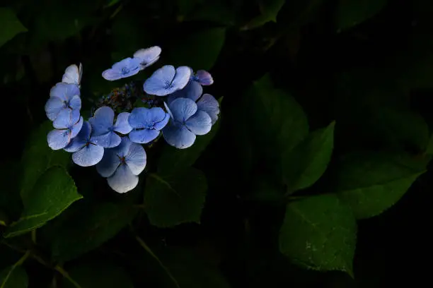 A cluster of blue Hydrangea in front of a darken area of leaves.