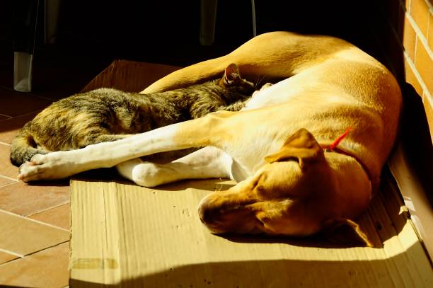 istock Pets and companion animals 1333951870